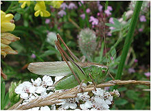 Metrioptera bicolor самец 10927.jpg