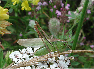 <i>Metrioptera bicolor</i> Species of cricket-like animal