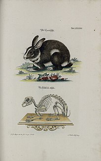 European rabbit - Wikipedia