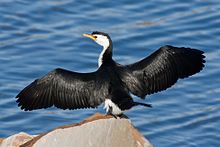 Wing drying pose Microcarbo melanoleucos Austins Ferry 3.jpg