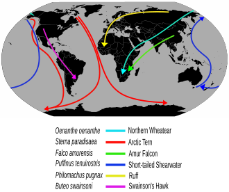 Examples of long distance bird migration routes Migrationroutes.svg