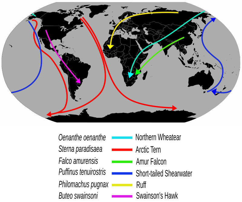 Autumn migration routes of four adult hobbies recorded by satellite