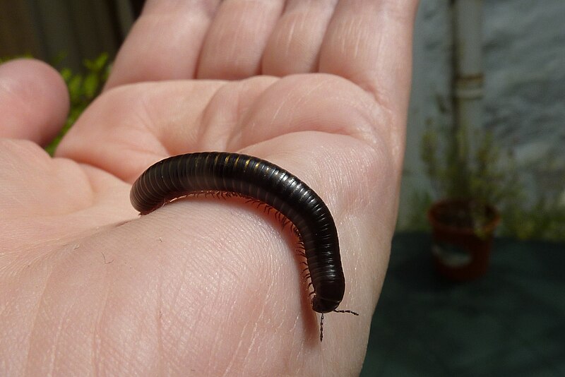 File:Millipede 3 (4730525345).jpg