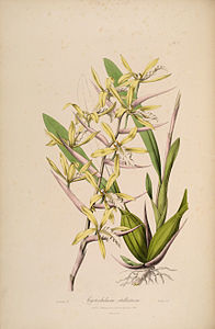 plate 7 Cyrtochilum stellatum Miltonia flavescens