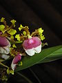 Oncidium fuscatum flower