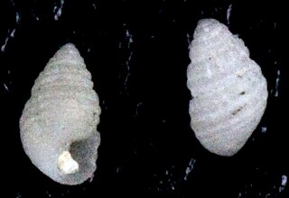 <i>Miralda diadema</i> Species of gastropod