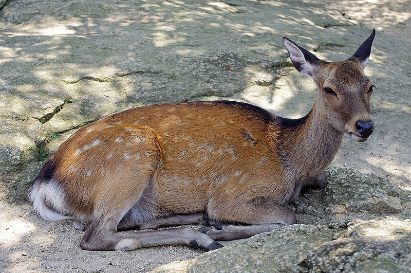 File:Miyajima 20100723 4691.jpg