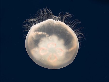 Moon jelly - adult (rev2).jpg