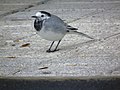 Motacilla alba Lavandera blanca