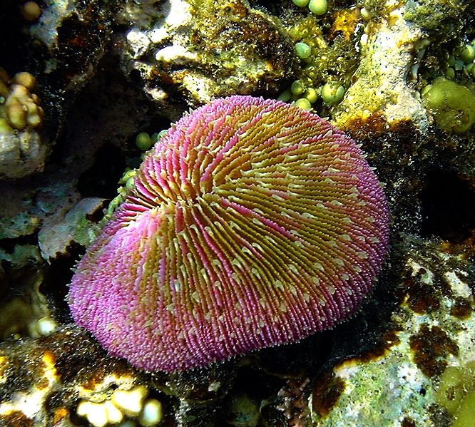 File:Muchroom coral.JPG