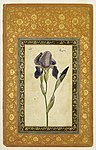 Blue Iris, Muhammad Zaman. 1663-1664 C.E. Brooklyn Museum