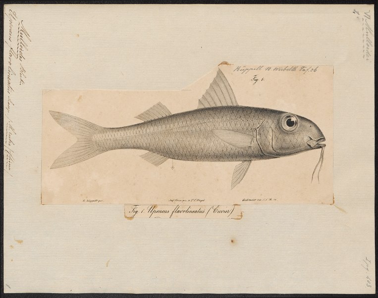 File:Mulloides flavolineatus - 1835 - Print - Iconographia Zoologica - Special Collections University of Amsterdam - UBA01 IZ13000320.tif