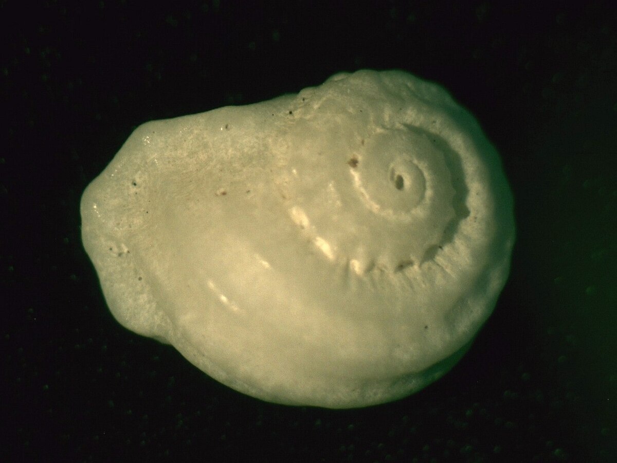 Munditia (gastropod)