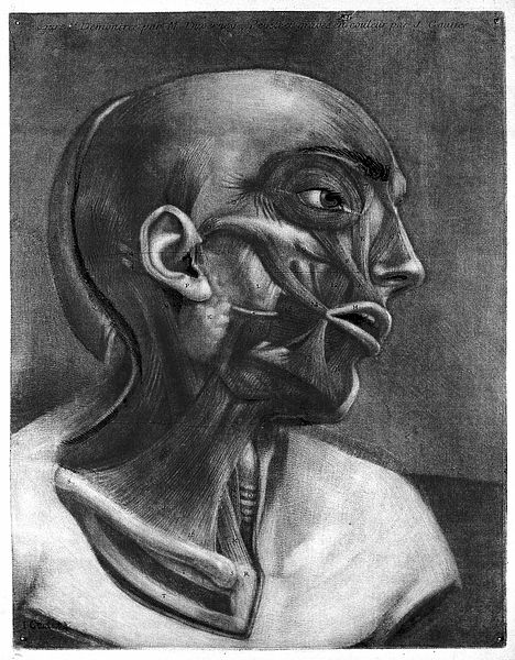 File:Muscles of the right side of the head and neck. Colour mezzo Wellcome L0020514.jpg