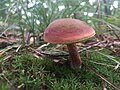 Mushroom, West Michigan.jpg