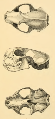 Skull, as illustrated in Merriam's Synopsis of the weasels of North America Mustelanigripes.png