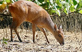 Rode duiker