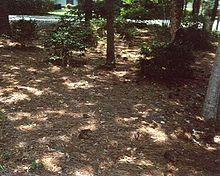 Natural landscaping with pine leaf litter mulch Natural Landcaping01.jpg