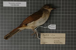 <span class="mw-page-title-main">Puff-backed bulbul</span> Species of songbird