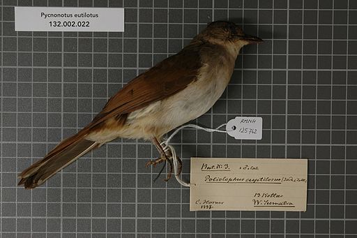 Naturalis Biodiversity Center - RMNH.AVES.125742 1 - Pycnonotus eutilotus (Jardine & Selby, 1837) - Pycnonotidae - bird skin specimen