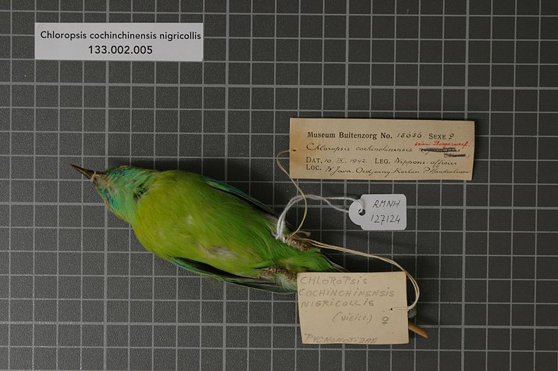 File:Naturalis Biodiversity Center - RMNH.AVES.127124 1 - Chloropsis cochinchinensis nigricollis (Vieillot, 1818) - Irenidae - bird skin specimen.jpeg