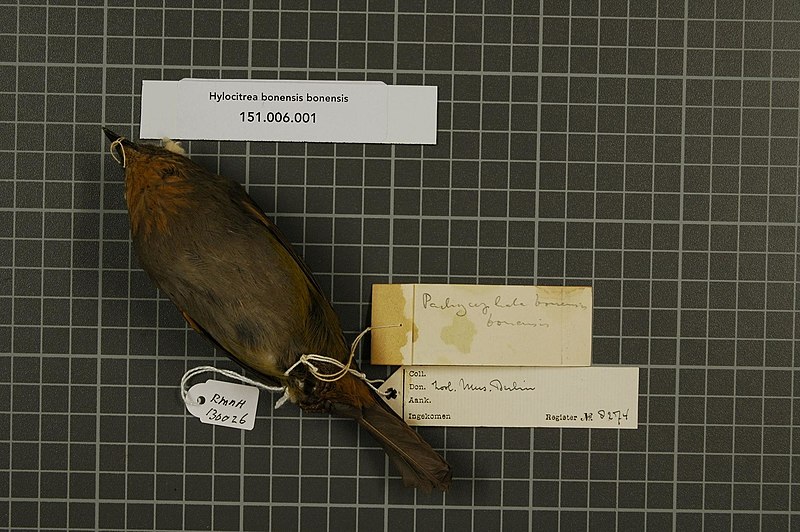 File:Naturalis Biodiversity Center - RMNH.AVES.130026 2 - Hylocitrea bonensis bonensis (Meyer & Wiglesworth, 1894) - Pachycephalidae - bird skin specimen.jpeg