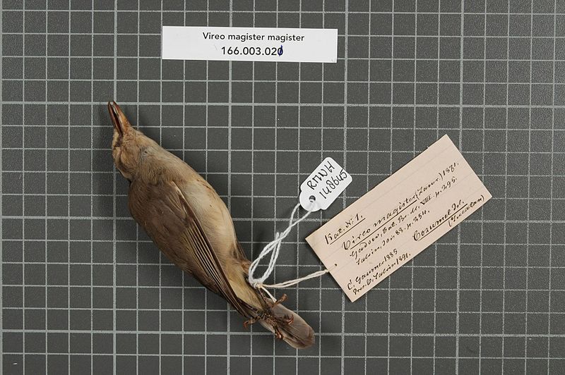 File:Naturalis Biodiversity Center - RMNH.AVES.148645 1 - Vireo magister magister (Lawrence, 1871) - Vireonidae - bird skin specimen.jpeg