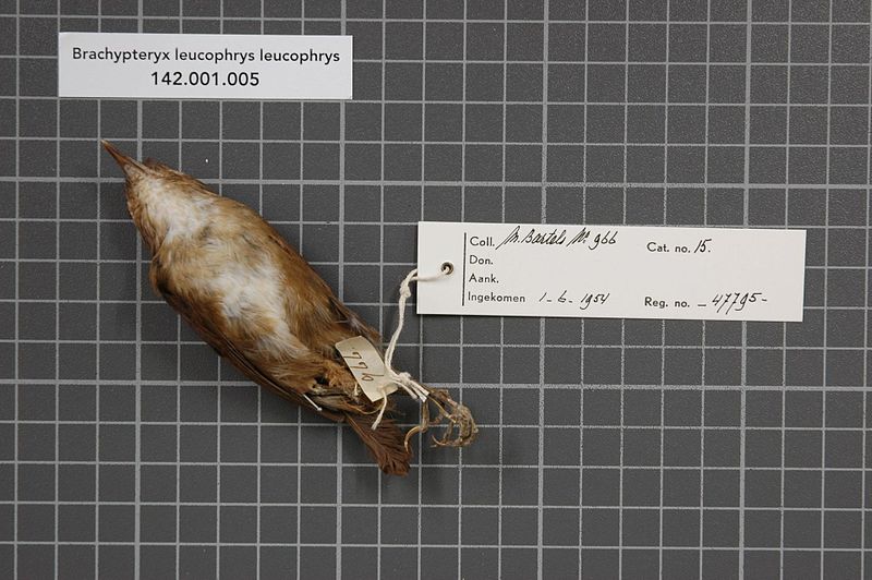 File:Naturalis Biodiversity Center - RMNH.AVES.47795 2 - Brachypteryx leucophrys leucophrys (Temminck, 1826) - Turdidae - bird skin specimen.jpeg