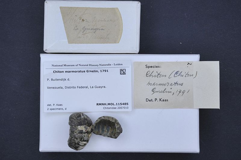 File:Naturalis Biodiversity Center - RMNH.MOL.115485 1 - Chiton marmoratus Gmelin, 1791 - Chitonidae - Mollusc shell.jpeg