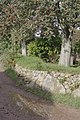 * Nomination Stonewall around the cemetry of St. Clemens on the island of Amrum --Dirtsc 14:45, 1 September 2013 (UTC) * Decline I love this shot, but fruits and tree on top need focus and WB problem --The Photographer 14:00, 11 September 2013 (UTC)