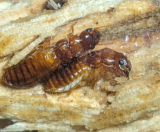 <i>Neotermes jouteli</i> Species of insect