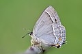 Neozephyrus quercus Purple Hairstreak Mor Meşekelebeği