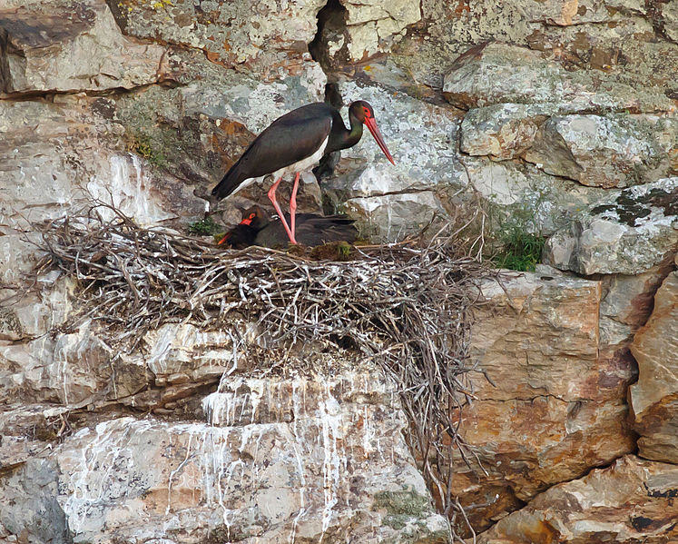 File:Nesting Black storks.jpg