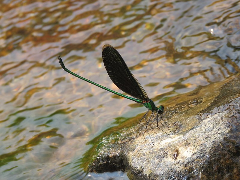 File:Neurobasis chinensis Linnaeus, 1758 – Stream Glory - Male at Ulikkal 2017 (10).jpg