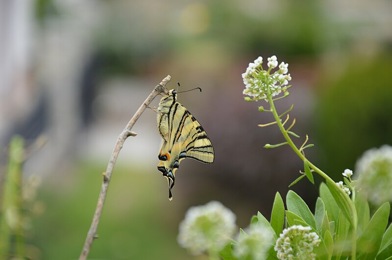 File:Newborn Swallowtail Butterfly 6.jpg