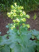 Nicotiana rustica (Maya: piziet) Nicotiana rustica - 4849.jpg