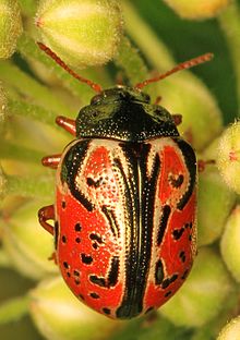 Ninebark Calligrapha Beetle - Calligrapha spiraea, Muddy Creek, Garrett County, Maryland.jpg