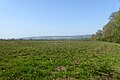 Interior of the Iron Age Oldbury Camp. [11]