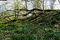 Ramparts of the Iron Age Oldbury Camp. [1]