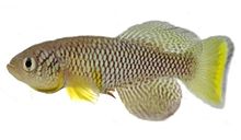 Nothobranchius furzeri GRZ.jpg