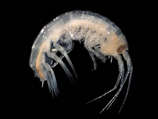 <i>Nototropis swammerdamei</i> Species of crustacean