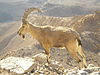 Nubian Ibex in Negev.JPG