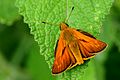 Ochlodes sylvanus Large Skipper Orman Zıpzıpı