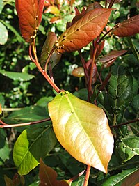 Ocotea bullata