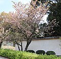 P192 大村桜 Omurazakura 全体の写真