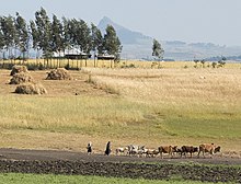 Herding livestock to market On The Road To Simien Mountains National Park, Ethiopia (2442437267).jpg