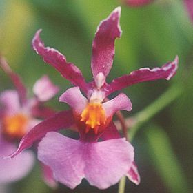 HOA GIEO TỨ TUYỆT 2 - Page 29 280px-Oncidium_ornithorhyncum