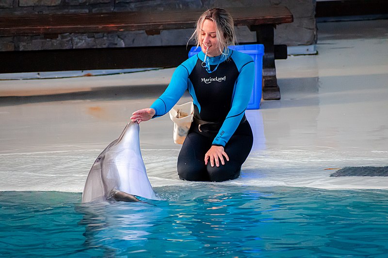 File:One of the last captivated Dolphins of Canada.37.jpg