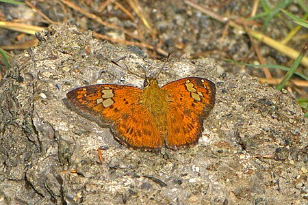 Dorsal view