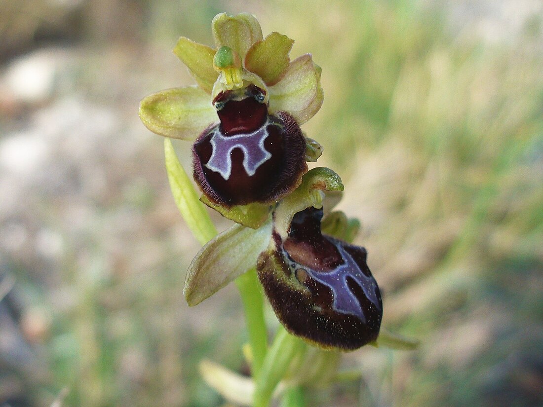 Ophrys de Provence